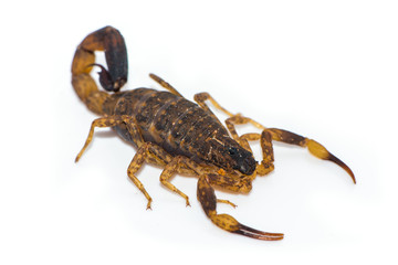 Thai scorpion isolated on the white background.