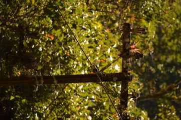 Poste de energia coberto por vegetação © Alex