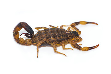 Thai scorpion isolated on the white background.