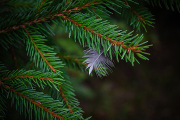 plume de sapin