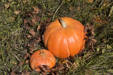 Fototapeta premium Ripe pumpkins small and large on the grass with leaves