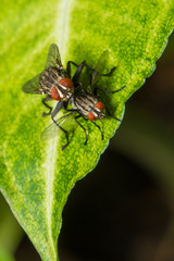 The houseflies mating on the leaf.