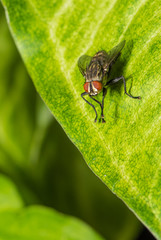 The housefly sit on the leaf.