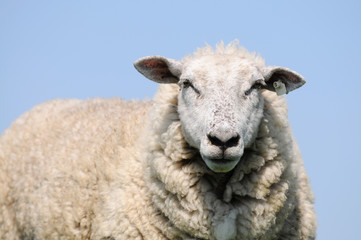 Fototapeta premium White sheep standing and looking