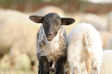 Naklejka premium lamb standing on pasture