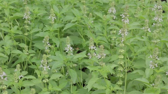 Thai Basil