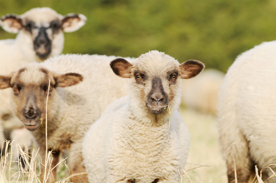 sheep standing on pasture