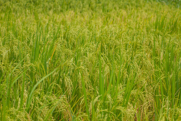 Close-up of green rice field