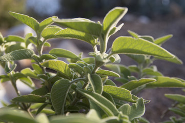 Greek sage (Salvia fruticosa)