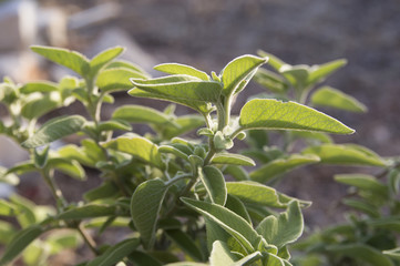 Greek sage (Salvia fruticosa)