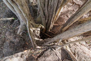 Naklejka premium entrance to cenote near Cuzama, mexico