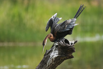 African Darter, Anhinga rufa, drying bird on the branch after fishing, Kruger National Park, South Africa