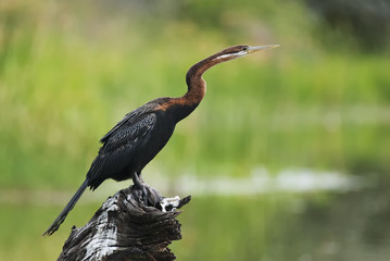 African Darter, Anhinga rufa, drying bird on the branch after fishing, Kruger National Park, South...
