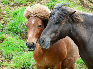 Obraz premium A close-up of two Icelandic horses with their long mane blowing in the wind