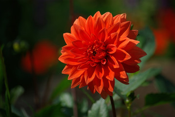 Dahlia rouge orangé en été, parc floral Paris