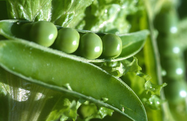 peas