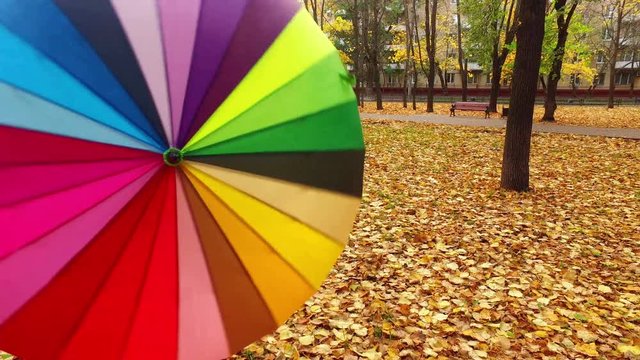 Colorful of rainbow Umbrella in autumn forest