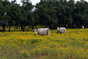 Longhorn pair yellow field/Two Texas Longhorns in a field of yellow flowers. 