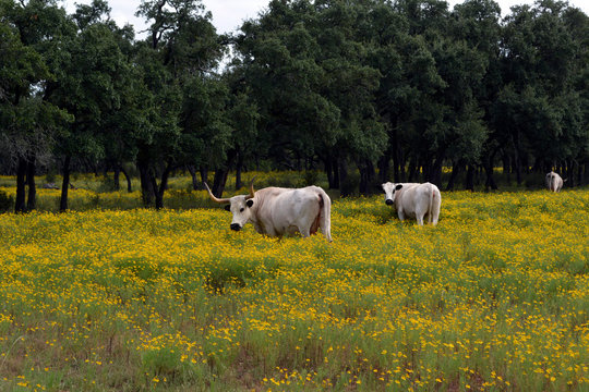 Longhorn Pair Yellow Field/Two Texas Longhorns In A Field Of Yellow Flowers. 