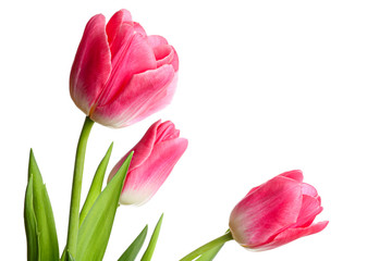 Spring bouquet isolated on white background