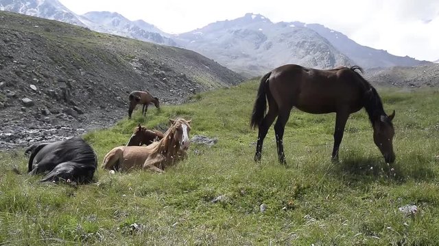 Mountain wild horses on a green field