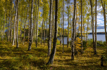 Obraz premium In The Autumn Forest