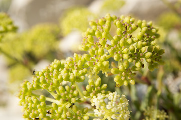 Rock samphire, sea fennel (Crithmum maritimum)