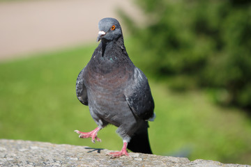 Pigeon grey with a funny disposition. Urban bird dove close. World of wild animals. Bird view on you.