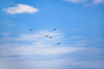 Birds Flying at Blue Sky Santa Elena Ecuador