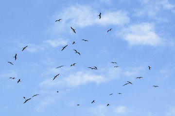 Birds Flying at Blue Sky Santa Elena Ecuador