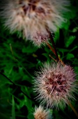 Dandelions_make a wish