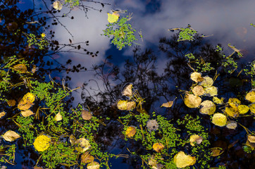 In The Autumn Forest