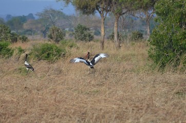 Saddle.billed stork in Mikumi National Park in Tanzania Africa 