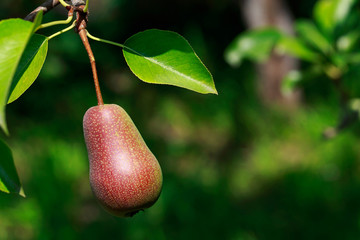 the ripe pear