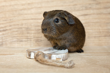 Baby-Meerschweinchen (Glatthaar)