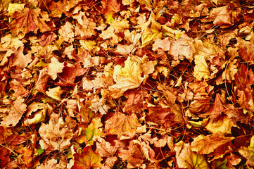 Autumn leaves