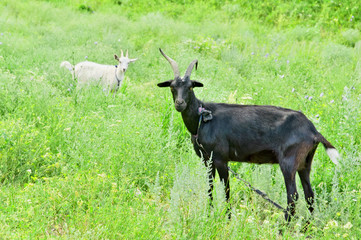 Two goats (black and white)