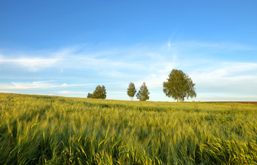 Green rye field and birches on a background of blue sky