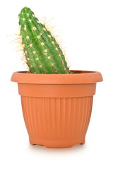 Cactus in a pot. Isolated on white background