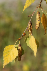 Ladybird on an autumn birch tree twig with yellow leaves and fruits