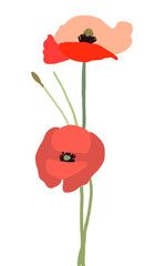 Vector poppy flower, hand painted draw