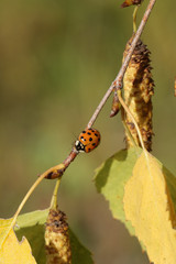 Ladybird on an autumn birch tree twig with yellow leaves and fruits