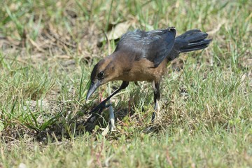 I know you're in there Dinner!