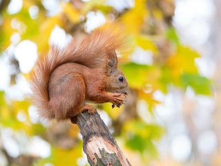 Cute red squirrel sits on the tree and eating walnut in the spring park