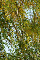 Autumn birch trees from below
