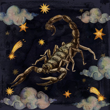 Zodiac sign - Scorpio.
Watercolor Illustration.