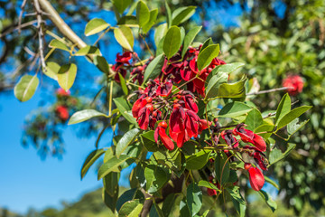 Ceibo flower on Palermo Woods in Buenos Aires.