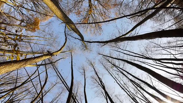 Auwald am Bach, Alnus glutinosa