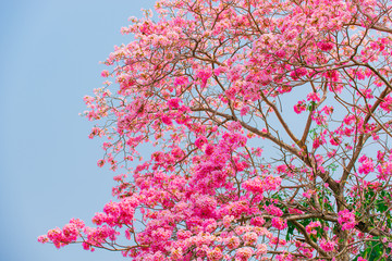 Tabebuia rosea