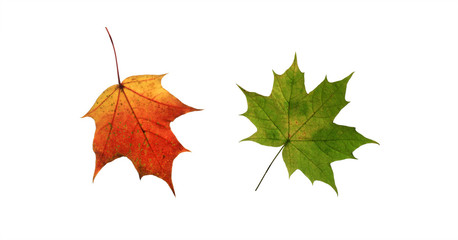 two brightly colored gold, green, red canadian maple leaf on a white isolated background